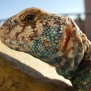 DSCN4070 (Large).JPG