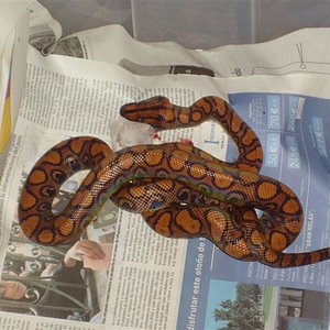 c.chencria hembra..JPG