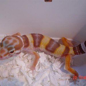 Het Aptor banded albino (Medium).JPG