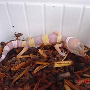 Albino Tangerine (Small).JPG