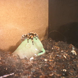 smithy en el bote.jpg