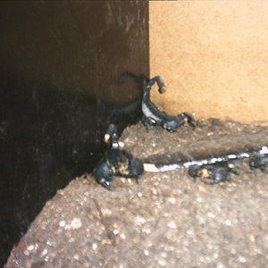 pandinus de merienda.jpg