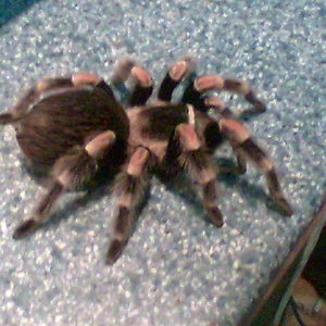 brachiphelma smithy 1.jpg