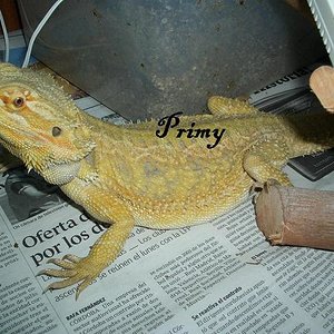 pogona hembra sept 07.JPG