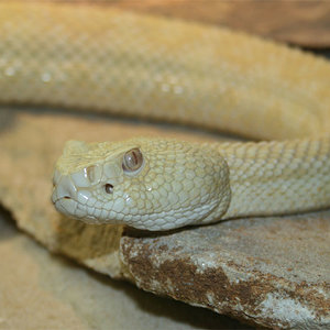 crotalus-atrox.jpg