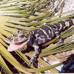 alligatorsinensis.jpg
