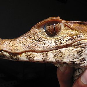 paleosuchus palpebrosus.jpg