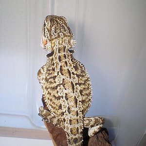 Copia de PA030565.JPG