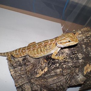 Copia de PA030555.JPG