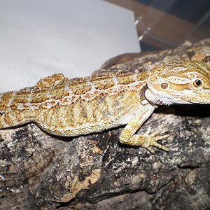 Copia de PA030556.JPG