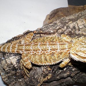 Copia de PA030559.JPG