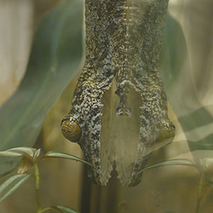 01.  Nat. Misteriosa..jpg