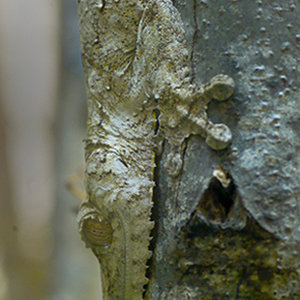 02.  Nat. Misteriosa..jpg