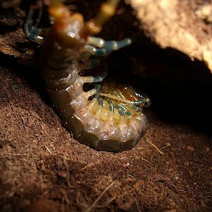 E. trigonopodus huevos.JPG