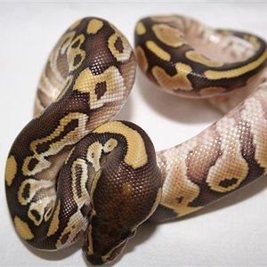 IMG_0032 (Small).JPG