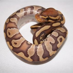 IMG_0035 (Small).JPG