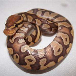 IMG_0036 (Small).JPG