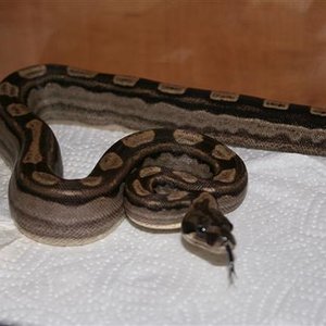 IMG_0025 (Small).JPG