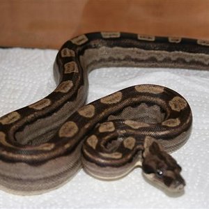 IMG_0028 (Small).JPG