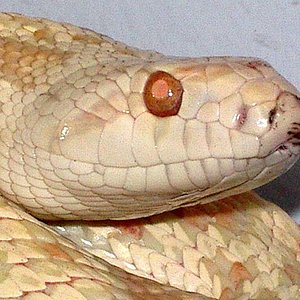 Pituophis melanoleucus snow cabeza.JPG