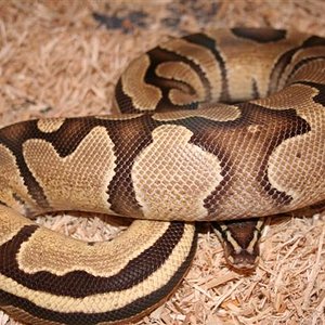 IMG_0047 (Small).JPG