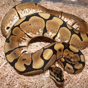 IMG_0050 (Small).JPG