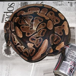 IMG_0058 (Small).JPG