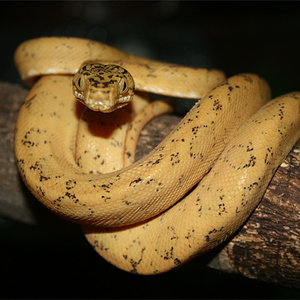 C.hortulanus.13.jpg