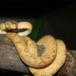 c.hortulanus-15.jpg