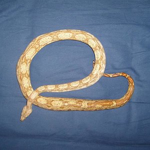 S7000737 (Medium).JPG