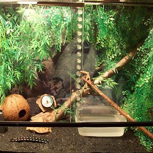 terrario guttata.JPG