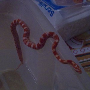 guttata (chenky).JPG