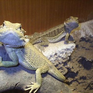 Yoshi y Nirassssssssssssssssss.JPG