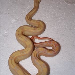 IMG_0068 (Small).JPG