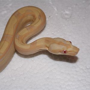 IMG_0070 (Small).JPG