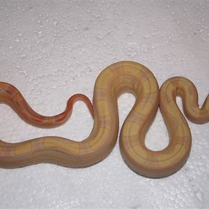 IMG_0071 (Small).JPG