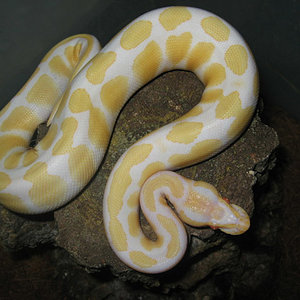 albino_regius.jpg