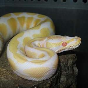 albino_regius1.jpg