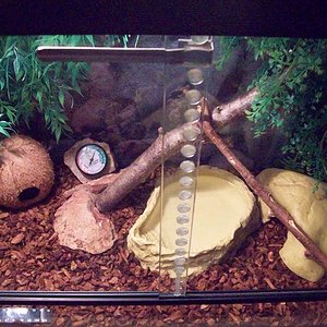 terrario 2.JPG