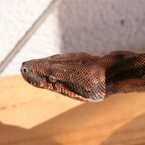 IMG_0078 (Small).JPG