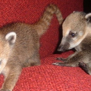 coatis.jpg