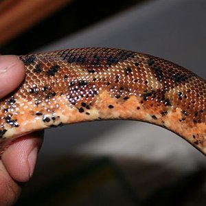 IMG_0095 (Small).JPG