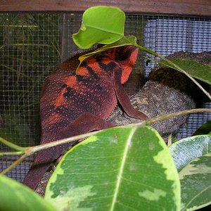 pardalis hembra2.JPG