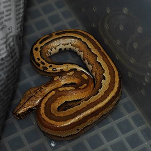 mi curtus preferida.jpg