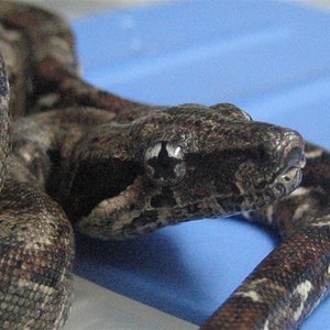 Estrella en el ojo 007 (Medium).jpg