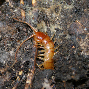 lithobius-forficatus.jpg