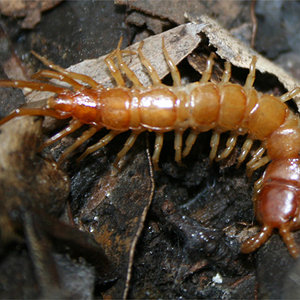 lithobius-forficatus2.jpg