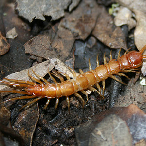 lithobius-forficatus3.jpg
