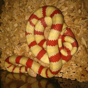 ruthveni alb macho.jpg