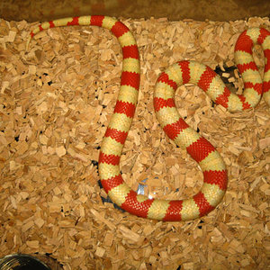 ruthveni alb hembra.jpg